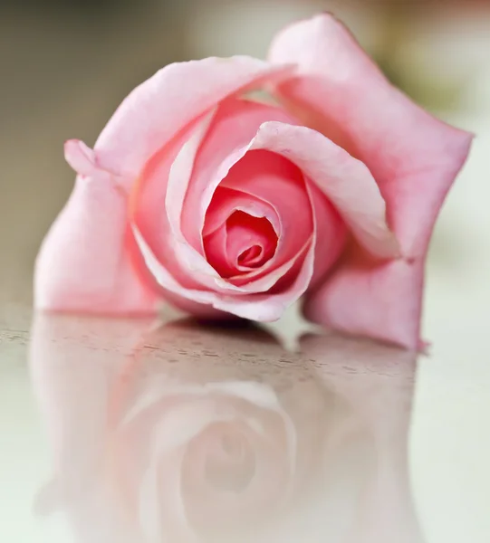 Macro of pink rose with soft focus — Stock Photo, Image