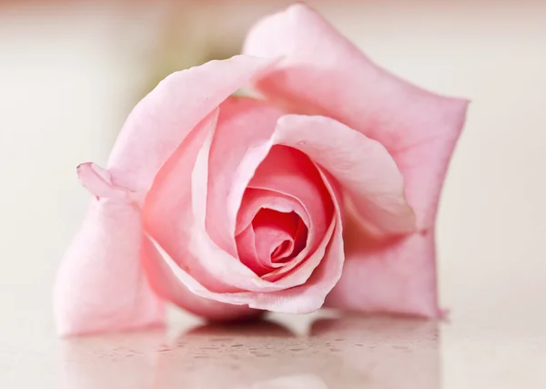Macro de rosa rosa com foco suave — Fotografia de Stock