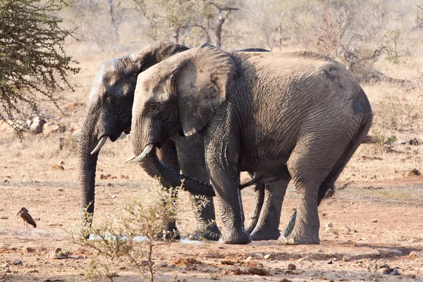 两个大象喝水 — 图库照片