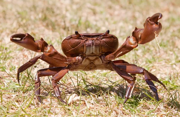 Agressive brown crab on grass — Stock Photo, Image