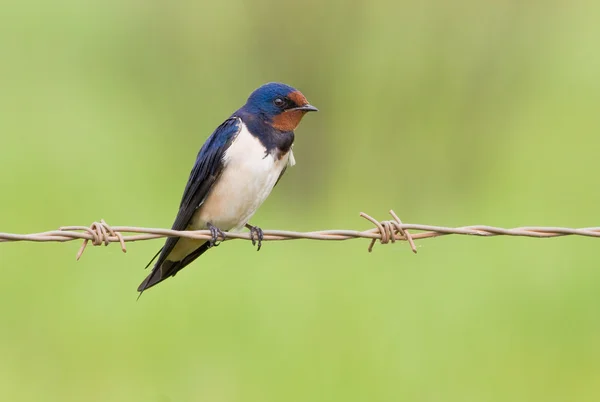 Barnswallow sitting on a barbwire — Stock Photo, Image