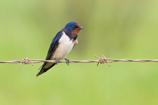 stock image Barnswallow sitting on a barbwire