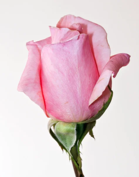 Lukking av en rosa rose stående – stockfoto