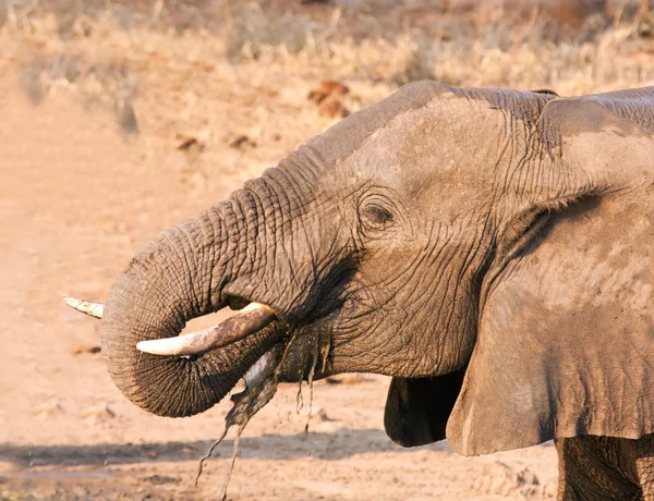 Elephant drinking water — Stock Photo, Image