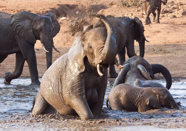Ελέφαντας με ένα παιχνίδι στο νερό — Φωτογραφία Αρχείου