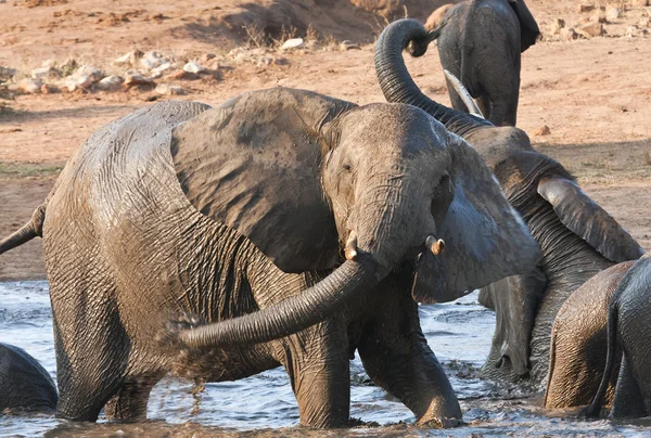 Suda oynarken fil — Stok fotoğraf
