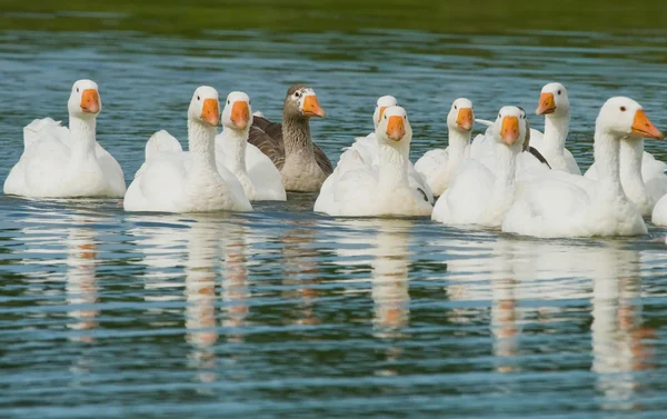 Manada de gansos en un estanque — Foto de Stock