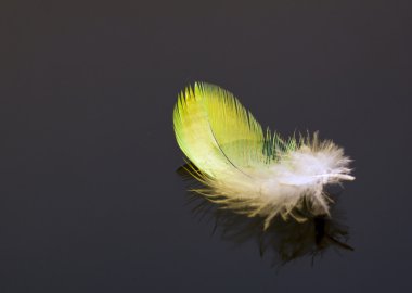 Macro of yellow feather on dark background clipart