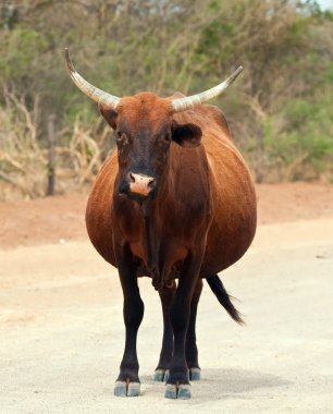 Afrika'da bir yol boyunca yürüyüş kahverengi inek