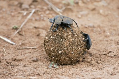 gübre topu haddeleme dungbeetle