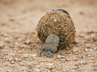 gübre topu haddeleme dungbeetle