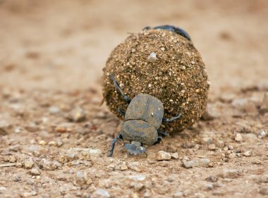 Dungbeetle rolling a ball of dung clipart