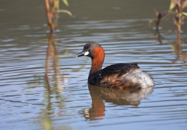 Lesser Grebe sitting on a pond with reflection clipart