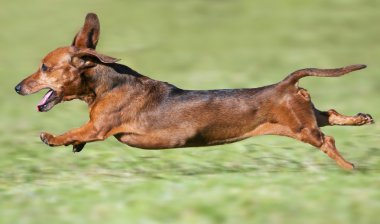 küçük kahverengi dachshund runnning tam hızda