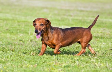 küçük kahverengi dachshund yeşil çimenlerin üzerinde yürüyüş