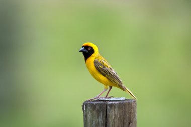 Southern Masked Weaver sitting on a pole clipart