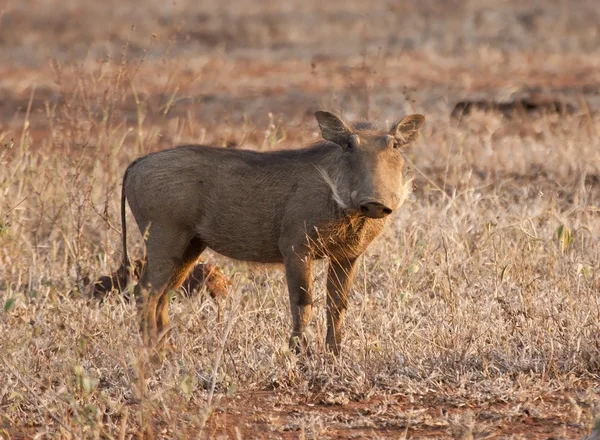 Warthog prasátko stojící v suché trávě — Stock fotografie