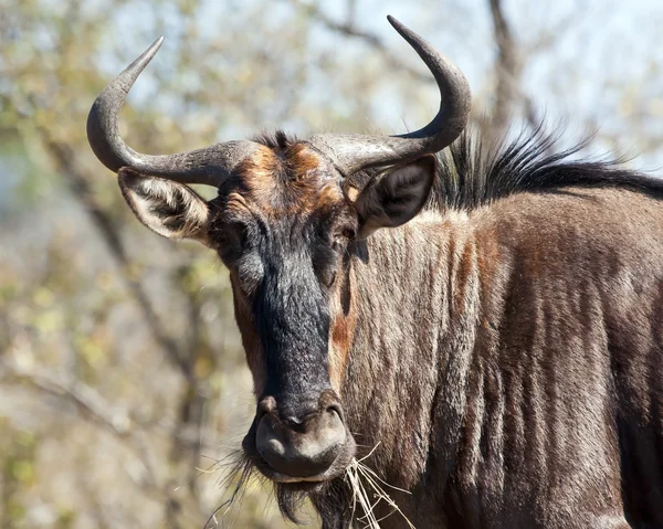 Blue wildebeest with horns closeup in sunshine — Stock Photo, Image