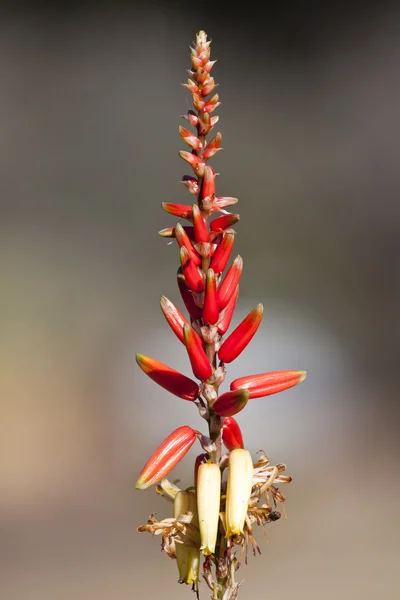 Nahaufnahme einer Aloe — Stockfoto
