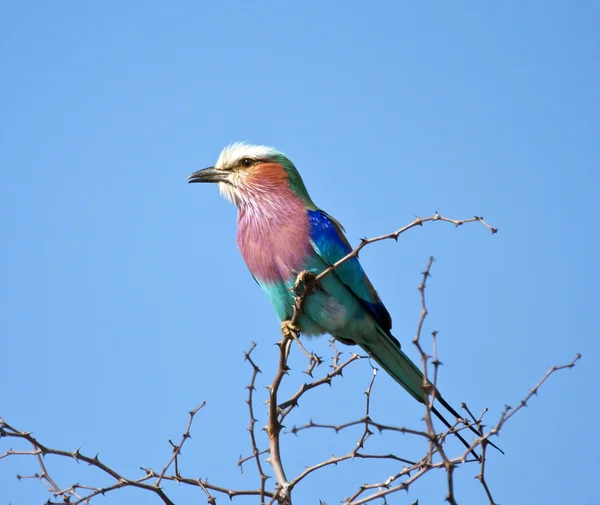 Lilac breasted roller sitting in a thorn tree — Stock Photo, Image