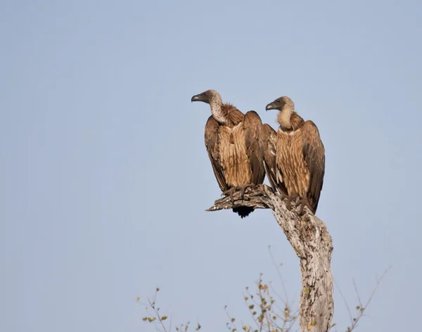 Dois abutres numa árvore — Fotografia de Stock