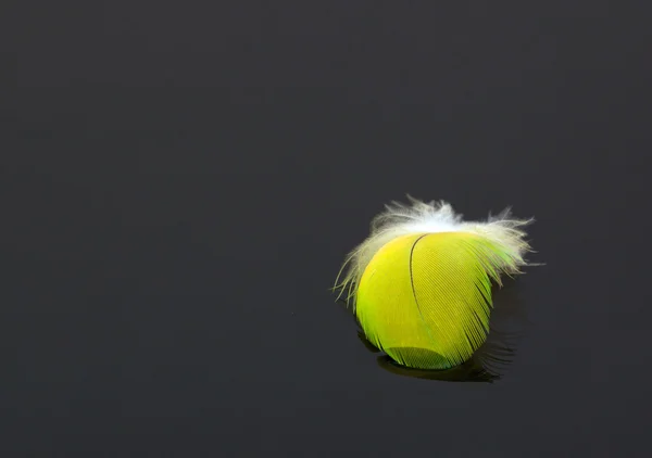 Yellowfeather a sötét háttér, makró — Stock Fotó