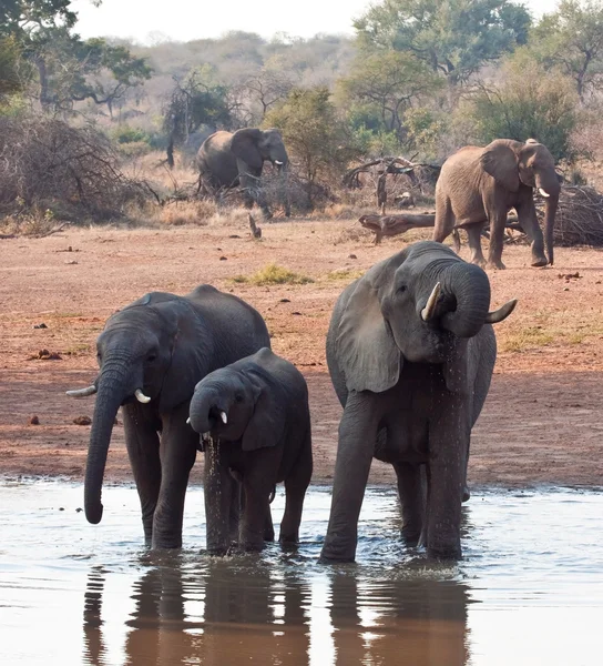 Herd of elephant drinking water