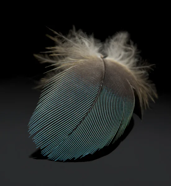 Macro of blue feather on dark background