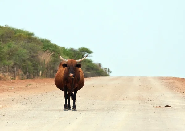 沿着一条路在非洲走的棕色母牛 — 图库照片