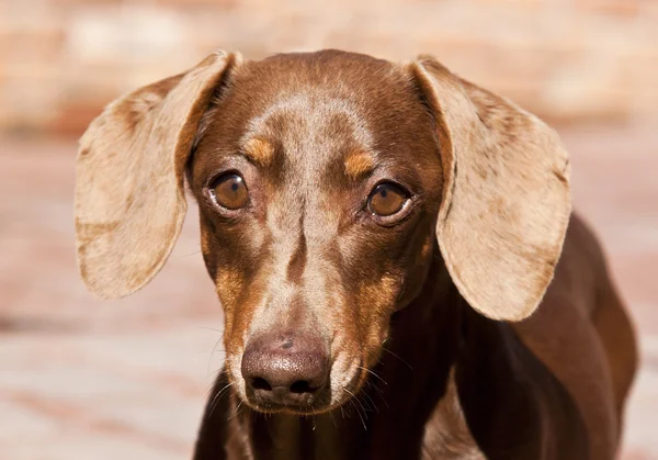 Closeup of brown Dachshund in sunlight — Stock Photo, Image
