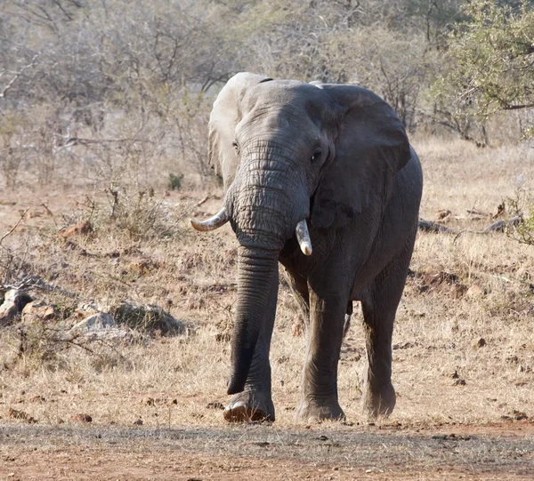 Toro elefante con grandi zanne in avvicinamento — Foto Stock