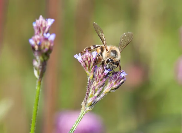Makro pszczoły na małe purpurowe kwiecie — Zdjęcie stockowe