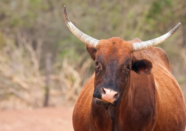 Mucca bruna che cammina lungo una strada in Africa — Foto Stock