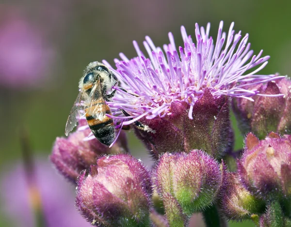 Macro of bee on purple flower detail — Stock Photo, Image