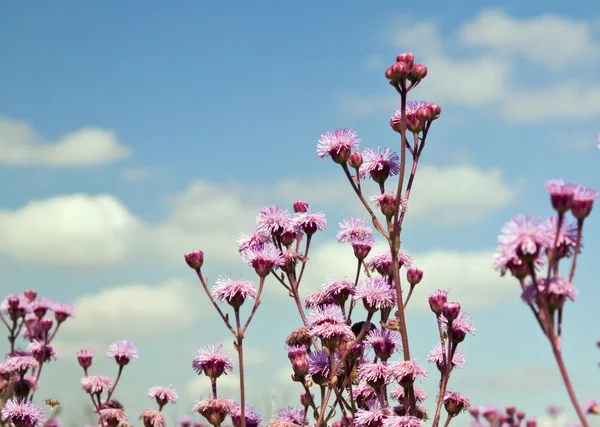 Flores roxas contra o céu azul — Fotografia de Stock