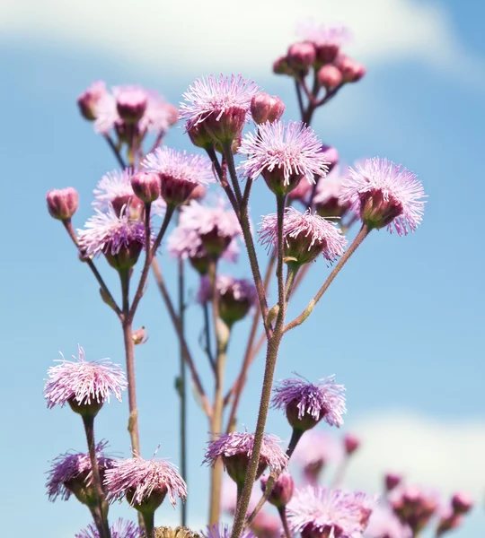 Lila blommor mot blå himmel — Stockfoto