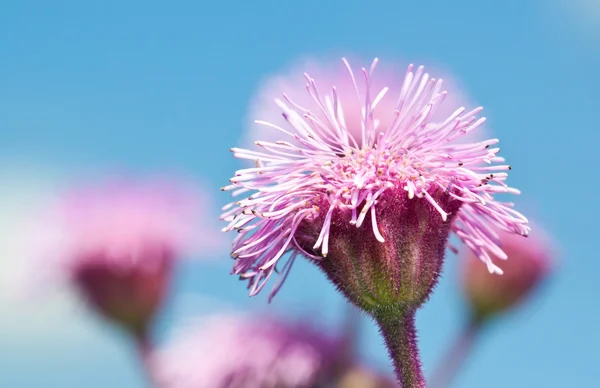 Fioletowe kwiaty przed makro niebieski niebo — Zdjęcie stockowe