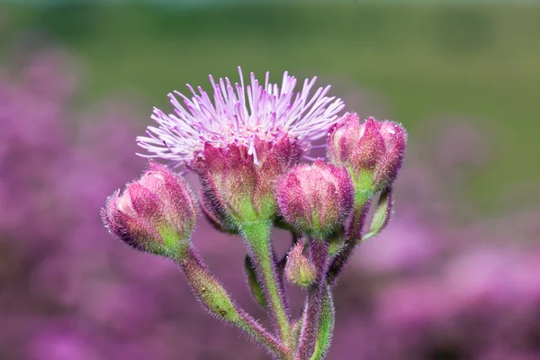 Campo verde de flores roxas macro lilás — Fotografia de Stock