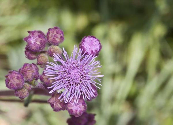 Champ vert de fleurs violettes lilas vue de dessus — Photo