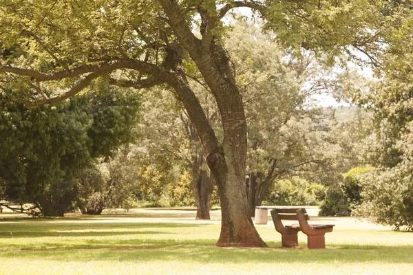 Bänk under ett träd i en park — Stockfoto