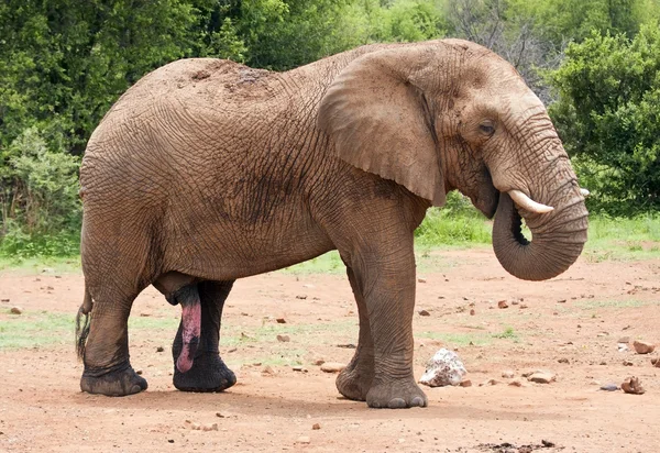 Большой слон ходит в кустах — стоковое фото