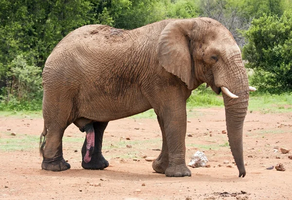 stock image Elephant bull with large tusks approaching