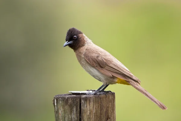 stock image Black eyed bulbul sitting on a pole