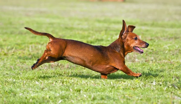 Yeşil çimenlerin üzerinde çalışan dachshund