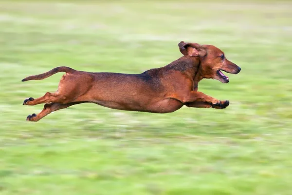 Είδος γερμανικού κυνηγετικού σκύλου, που τρέχει για την πράσινη χλόη — Φωτογραφία Αρχείου