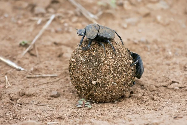 Dungbeetle rolando uma bola de esterco — Fotografia de Stock