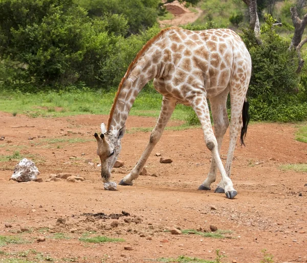 Giraffe licking salt on the ground — Stock Photo, Image