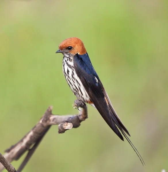 Lesser striped swallow sitting on perch — Stock Photo, Image