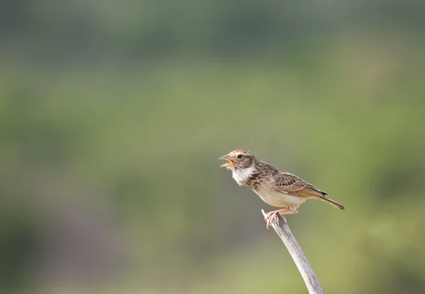 Monotenous Lark sitting on a perch and call — Stock Photo, Image