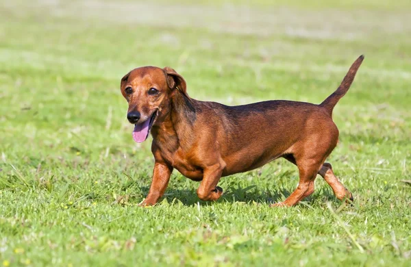 Pequeño perro salchicha marrón caminando sobre hierba verde — Foto de Stock